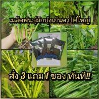 เมล็ดพันธุ์ผักบุ้งเย็นตาโฟ สั่ง5แถม1 สั่ง3แถม1 ส่งฟรี! ใน1ซองมี500เมล็ด ต้นใหญ่ยอดอ่อนกรอบอร่อย