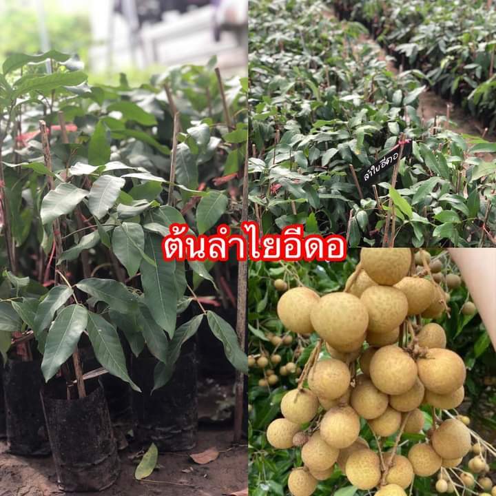 ลำไยอีดอ-มีทรงพุ่มค่อนข้างกลม-ออกผลดก-กิ่งเปราะหักง่ายเมื่อมีผลดก-ผลค่อนข้างกลมมีเนื้อสีขาวนวล-เมล็ดกลม-ลำไยพวงทอง-เป็นพันธุ์ที่ช่อดอกขนาดใหญ่กว้าง-nbsp