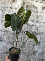 Philodendron splendid กระถาง4”