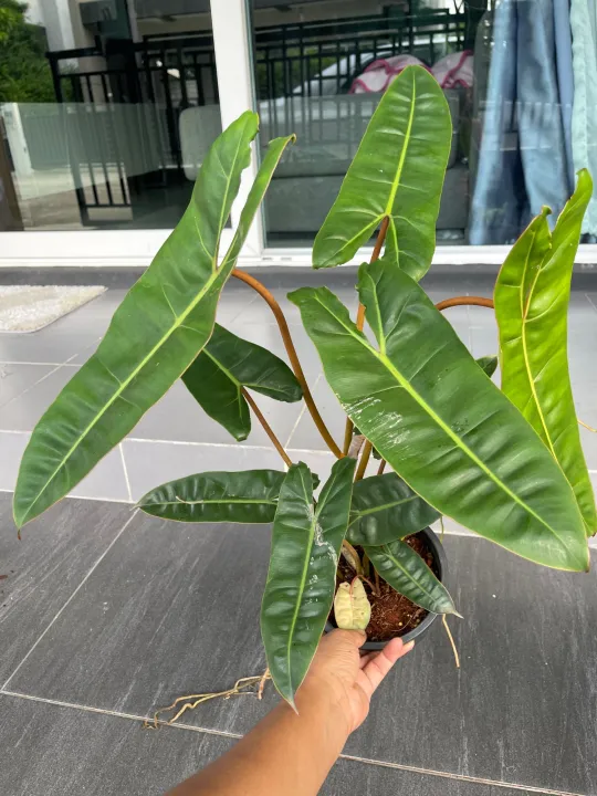 ฟิโลเดนดรอน ก้านส้ม Philodendron billietiae Croat | Lazada.co.th