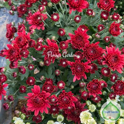 เบญจมาศ ดอกสีแดง ไม้ประดับ ฟอกอากาศ กระถาง 6 นิ้ว(ส่งติดดอกทุกต้น)