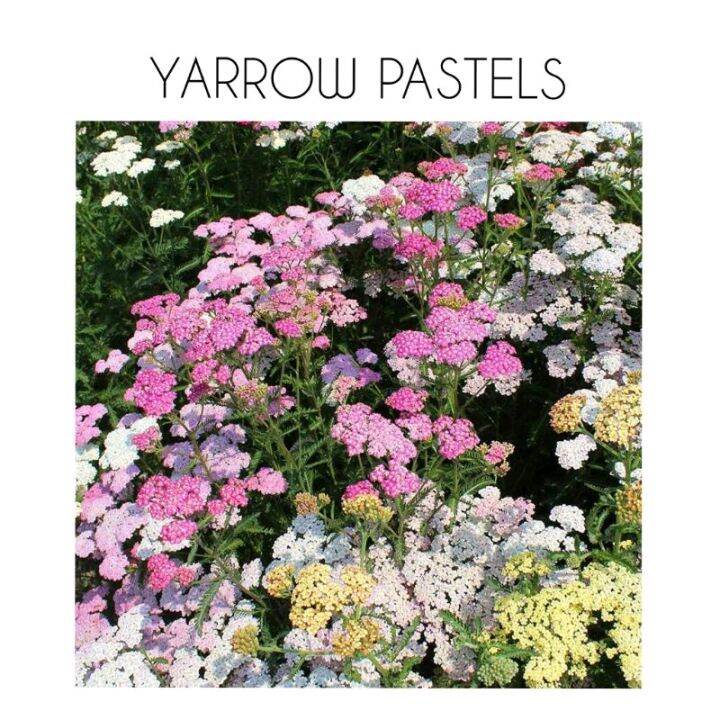 YARROW PASTELS flower seeds Lazada PH