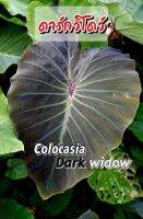 Darkwidow COLOCASIA