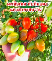 เมล็ดมะเขือเทศเชอร์รี่ ทับทิมแดง ทานสด ติดผลดก ผลผลิตสูง ผลยาวรีสีแดงสด เนื้อหนา เมล็ดน้อย รสชาติดี ทนโรค ทนต่อการขนส่งบรรจุ250++เมล็ด