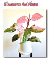 ฟิโลเดนดรอน พิงค์ ปริ้นเซส Philodendron Pink Princess