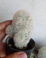 แคคตัส แมมมิลลาเรีย ขนนกขาว Mamillaria plumosa ดอกสีขาว ขนาด 4ซม.