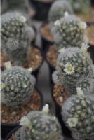 แมมคามิเน่ขาว Mammillaria carmenae “albiflora”