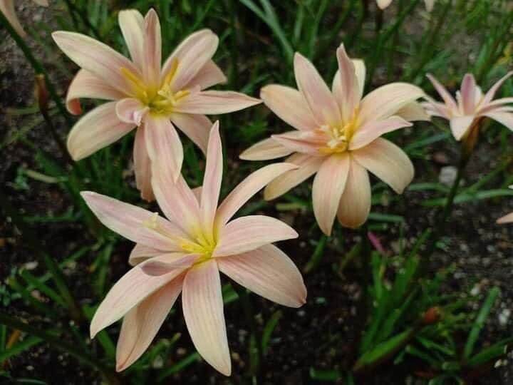 บัวดินน้องชื่อ Apricot king 1หัว 45 บาท (อาจจะได้ไปแบบหัวแห้ง+หัวสด) Lazada.co.th