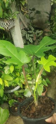 ฟิโลเดนดรอนก้ามกุ้ง Philodendron Squamiferum กระถางขาวทรงขอบอย่างดี 5 นิ้ว รากแข็งแรง ทรงสวย ไม้ฟอกอากาศ