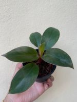 ฟิโลเดนดรอน Philodendron ฟิโลเรดคองโกแคระ  (Red Congo Philo mini)  ไม้เรื้อยวางในร่มได้