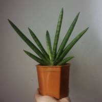 Sansevieria Silver Crown
:ลิ้นมังกร /ว่านงาช้าง "มงกุฎเงิน"/ต้นไม้ฟอกอากาศ/Out door&amp;Indoor plant//กระถาง 4"