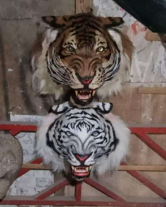 Kepala Macan Macanan Barongan Macanan Asli Pentas Harimau Macan Tutul