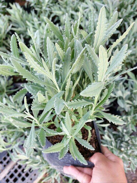 Lavender Live Plant Lazada PH