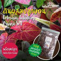 ดินบอน บอนสี สูตรออแกนิคเกรดพรีเมี่ยม Colocasia, Caladium Organic Soil