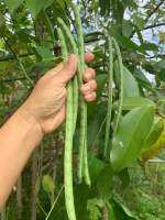 เมล็ดถั่วปีเขียว(Thai green annual long bean seeds) ถั่วพื้นบ้านภาคอีสาน ทนแล้งได้ดีมาก ปลูกได้แค่ช่วงปลายฝนต้นหนาว ปลูกได้ปีละครั้ง พันธุ์แท้เก็บเมล็ดทำพันธุ์ต่อได้