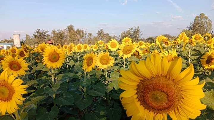 เมล็ดทานตะวันชมดอก-ชุด100เมล็ด