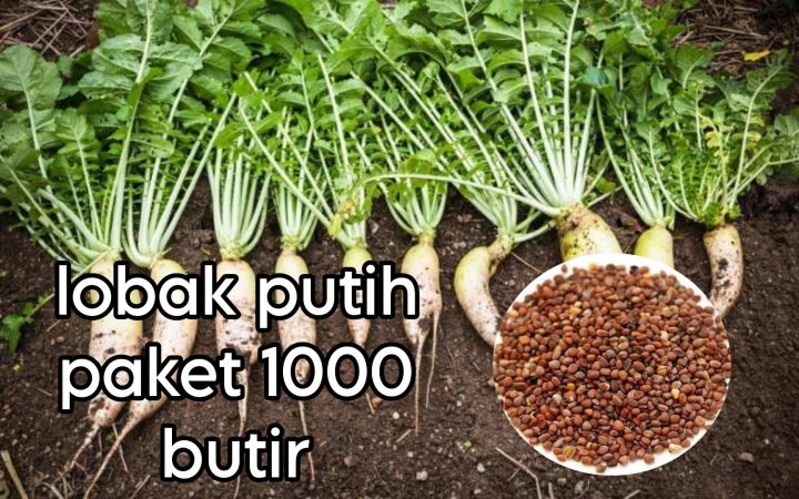 Benih Lobak Putih Unggul Paket 1000 Butir Lazada Indonesia