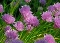 เมล็ดพันธุ์ดอกหอมฝรั่งสีชมพู พิงค์ แคสเคด (Pink Cascade Chives Seed) บรรจุ 50 เมล็ด ของแท้ คุณภาพดี ราคาถูก นำเข้าจากต่างประเทศ