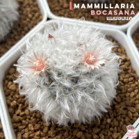 Hot แมมขนแกะ Mammillaria Bocasana แคคตัส กระบองเพชร cactus&amp;succulent

จัดส่งขนาด 4-7cm ไม้ด่าง ไม้แต่งสวน ไม้มงคลแคคตัส