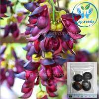 เมล็ด พวงโกเมน สีม่วง 4 เมล็ด เมล็ดใหม่ สั่งตรงจากผู้ผลิต  Evergreen Mucuna Stem