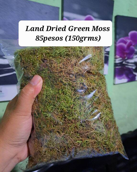 green moss good for gardening land moss Lazada PH