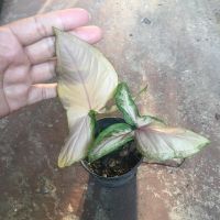 งินไหลมาด่างชมพู (Pink Syngonium ) เงินไหลมาเป็นไม้มงคล ปลูกง่าย โตไว ราคากระถางเล็ก 4 นิ้ว