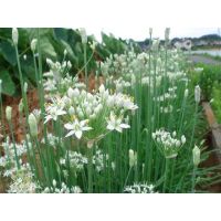 เมล็ดพันธุ์ กุยช่ายฝรั่ง ดอกสีขาว(Garlic Chives)บรรจุ 300 เมล็ด