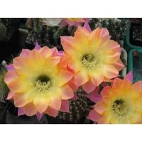 อิชินอป Echinopsis EL capitan กระบองเพชร แคคตัส