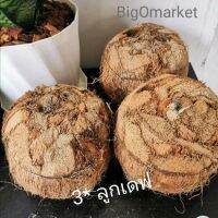 (3​ balls​ × 6") ลูกเดฟปลูกไม้ประดับ​ : The​ planting​ ball​ from​ Coconut​ husk