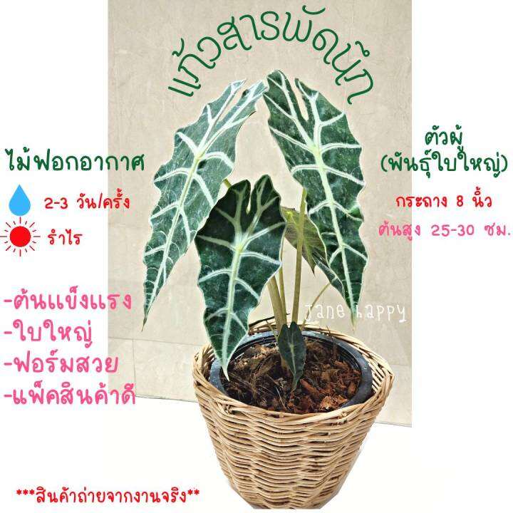 ต้นแก้วสารพัดนึกตัวผู้-ส่งในกระถาง-8-นิ้ว-ต้นไม้ฟอกอากาศ-ลายใบสวย