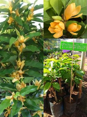ต้นจำปาแคระ อินโด ทาบกิ่งขนาด60-75cm. เป็นไม้ที่นำเข้ามาจากประเทศ อินโดนีเซีย เป็นไม้คอมแพค โตช้ามาก ให้ดอกตลอด ทั้งปี ดอกดกมาก สีเหลืองอมส้ม และมีกลิ่นหอมมาก #ทาบกิ่งแบบพุ่มสวย&nbsp;...