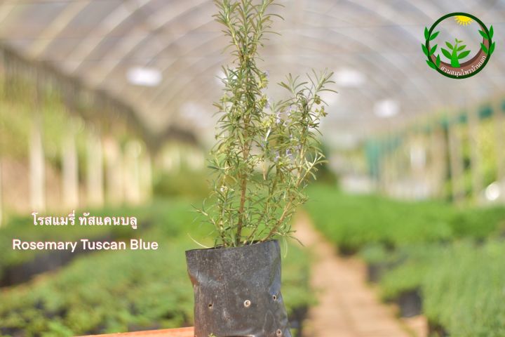 Rosemary Tuscan blue โรสแมรี่ทัสแคนบลู ใบกว้างยาว ต้นสูง สวยมาก