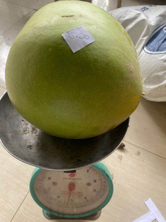 MIRACLE FRUIT/CALABASH FRUIT Lazada PH