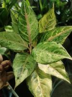 ต้นลัคกี้ โชคดี (Aglaonema Lucky)_ขนาดบรรจุ5-6" #ไม้ประดับและไม้มงคลช่วยส่งเสริม ดวงชะตา เกิดความโชคดี