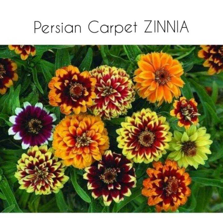 PERSIAN CARPET ZINNIA flower seeds Lazada PH