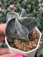 มายริโอ้ หมวกสังฆราช ลายจุดขาว Astrophytum Myriostigma