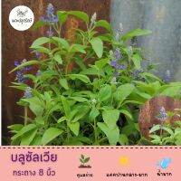 ดอกบลูซัลเวีย Blue Salvia #ไม้ดอก ออกทั้งปี เลี้ยงง่าย