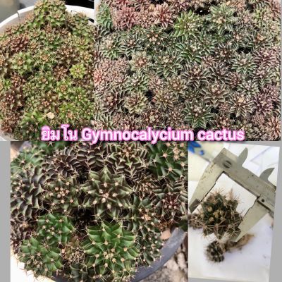 กระบองเพชร แคคตัส ยิมโน Gymnocalycium cactus