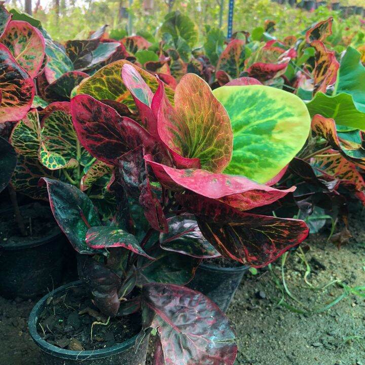 POKOK PUDING / LIVE PLANT PUDING | Lazada