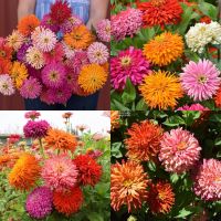 เมล็ดพันธุ์ ดอกบานชื่น แคคตัส คละสี (Zinnia Cactus elegans Seed) บรรจุ 100 เมล็ด