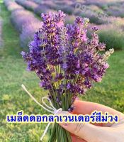 เมล็ดพันธุ์ ลาเวนเดอร์ อังกฤษ200เมล็ด English Lavender Seed เมล็ดพันธุ์แท้ นำเข้าจากต่างประเทศ