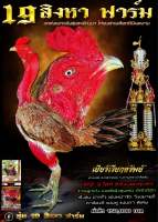 ไข่ไก่ชน ลูกแดงหล่อ แชมป์ 50 ล้าน ชุด 5 ฟอง รับประกันเชื้อ(ส่งด่วน)