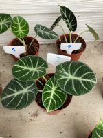 Alocasia Black Velvet อโลคาเซีย แบลคเวลเวท (เลือกต้นได้)  กระถาง 4.5 นิ้ว ตรงปก?