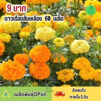 ถูกสุดคุ้ม 9 บาท เมล็ดพันธุ์ดอกดาวเรืองคละสี ส้ม เหลือง บรรจุ 60 เมล็ด