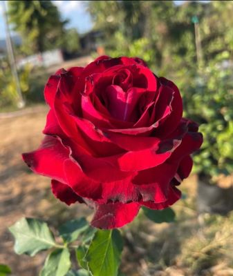 กุหลาบแดง กลีบซ้อนดอกใหม่ ในถุง 6 นิ้ว รากเดินดีพร้อมออกดอกทัน 14 กุมภาพันธ์ สวยเหมือนได้ฟรี พร้อมส่งวันต่อวัน&nbsp;