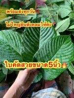 ?ใบคัด5นิ้ว? ครึ่งกิโล500g‼️ ใบคัดสวยๆใบประทุมสวยๆราคาถูกๆ☘️