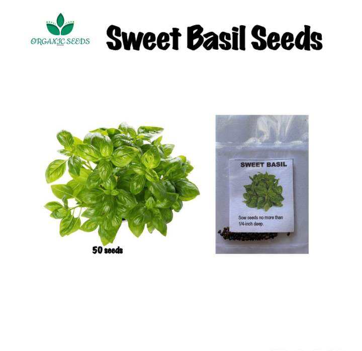 Sweet Basil Seeds/Herb (50pcs) Lazada PH