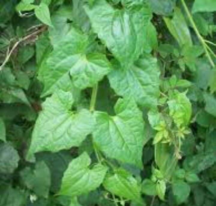 daun pokok selaput tunggul untuk gastrik, darah tinggi, kencing manis ...