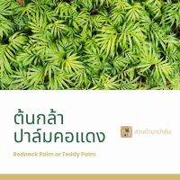 ปาล์มสามทางคอแดง 
Dypsis leptocheilos
(Redneck, Teddy bear) ต้นกล้าขนาดประมาณ 15-20 ซม. เพาะจากเมล็ด คอปาล์มสีแดงกำมะหยี่ เป็นปาล์มมงคล เสริมฮวงจุ้ย ปลูกในกระถางหรือลงในสวนจัดส่งแบบล้างราก ชุด 3, 5 และ 10ต้น