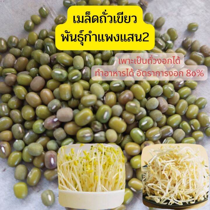 เมล็ดถั่วเขียว-100กรัม80บาท-ปลูกได้-ทำถั่วงอกได้-มีคู่มือการเพาะถั่วงอกให้